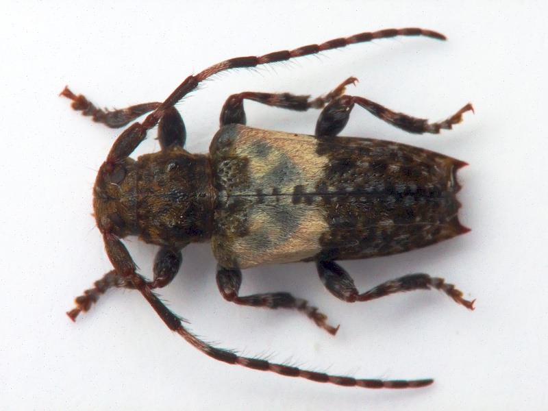 Pogonocherus hispidulus (Piller & Mitterpacher, 1783)